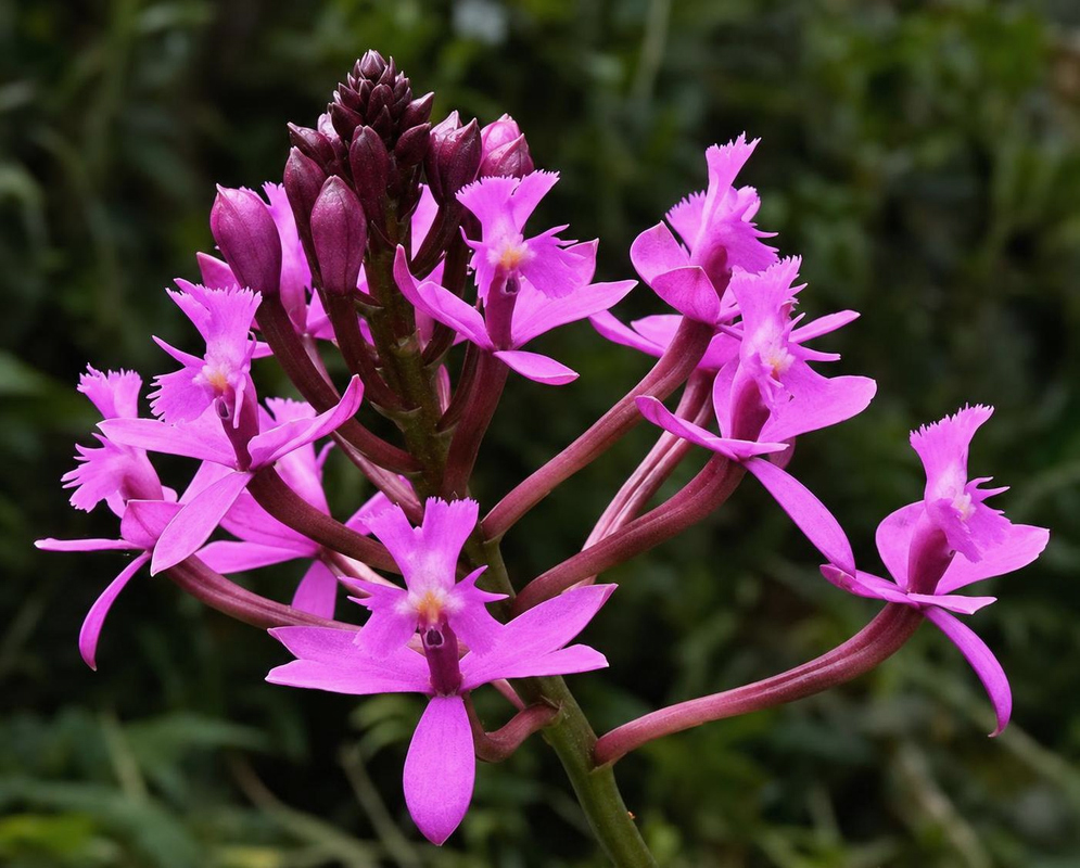 Bright purple Epidendrum jamiesonis flowers open below a dense group of dark pointed buds