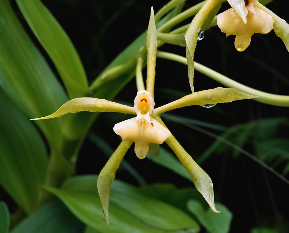 Epidendrum lacustre flower