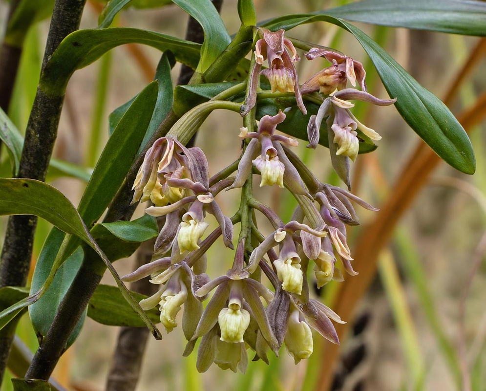 Epidendrum megaloclinium flowers hang from a curved stalk with pale lips and brownish segments