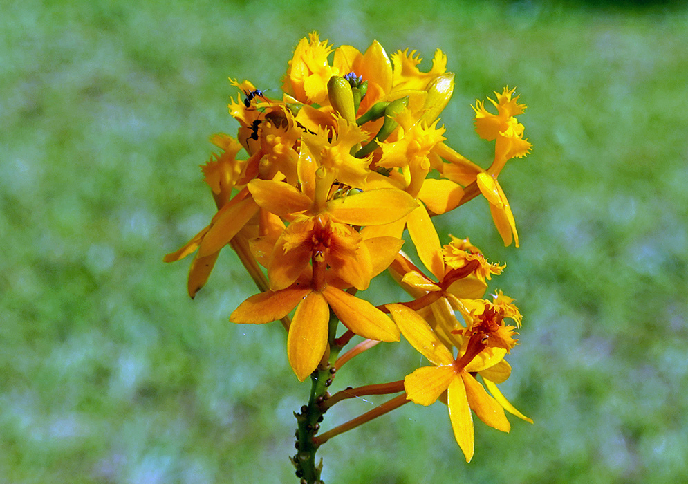 A cluster of Epidendrum melinanthum yellow-orange flowers in sunlight
