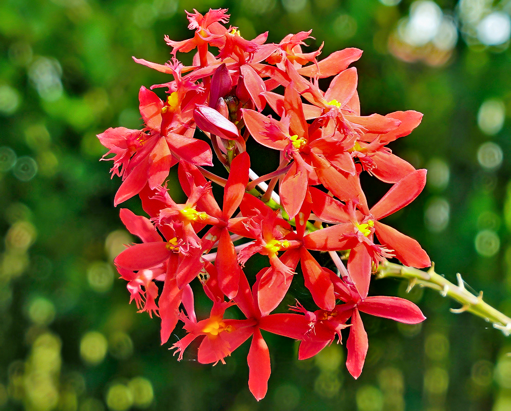 A red cluster of Epidendrum × obrienianum flowers in sunlight