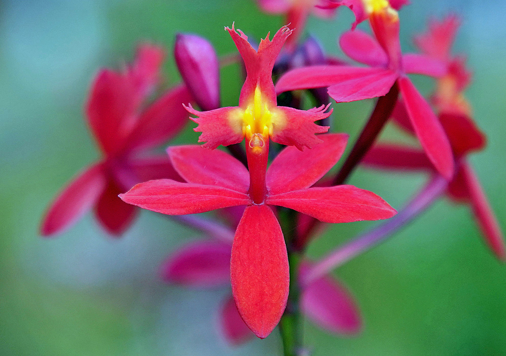 Epidendrum × obrienianum red flower with a yellow lip