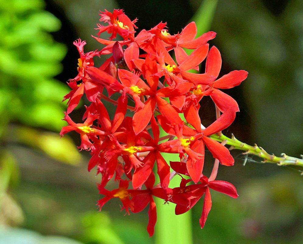 A bright red cluster of Epidendrum × obrienianum flowers in sunlight