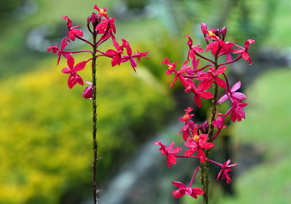Epidendrum obrienianum inflorescences with rain covered red flowers