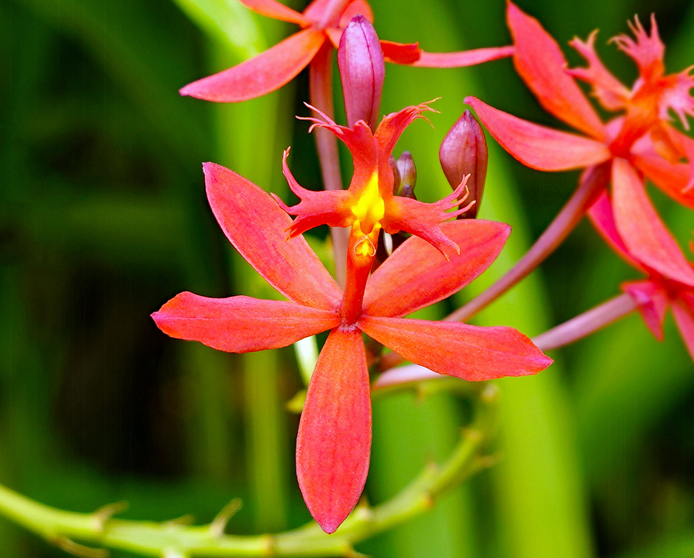 Red Epidendrum × obrienianum flower with a yellow lip