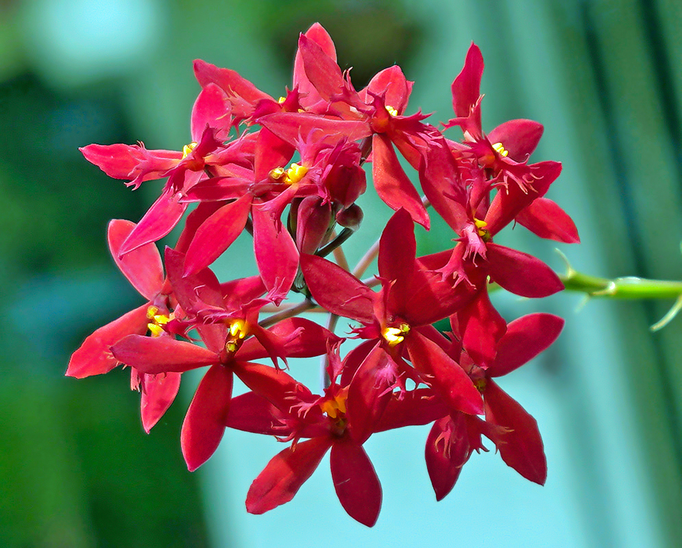 Epidendrum × obrienianum cluster with red flowers