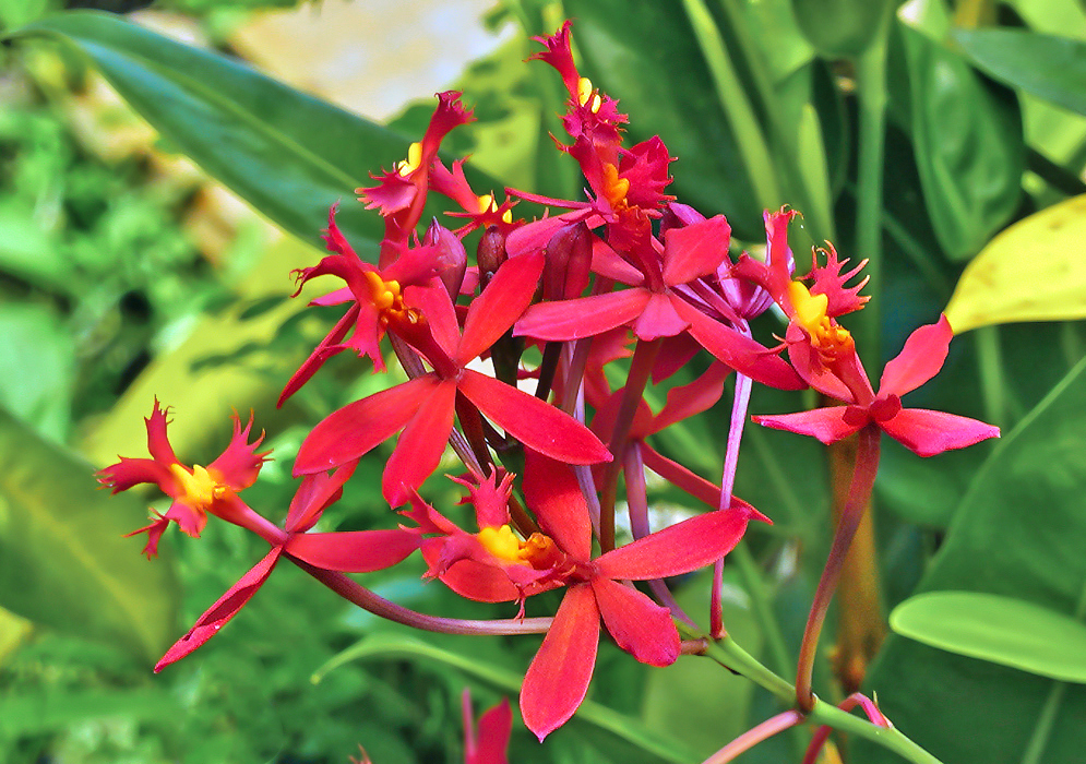 Epidendrum × obrienianum red flowers