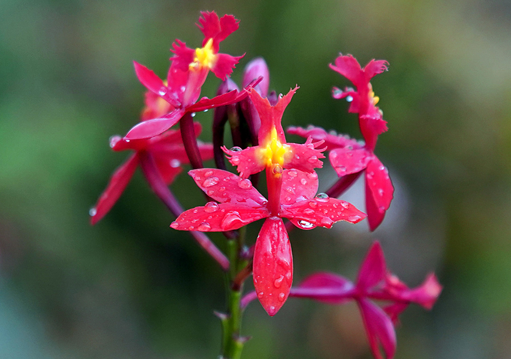 Epidendrum × obrienianum red flower covered in raindrops