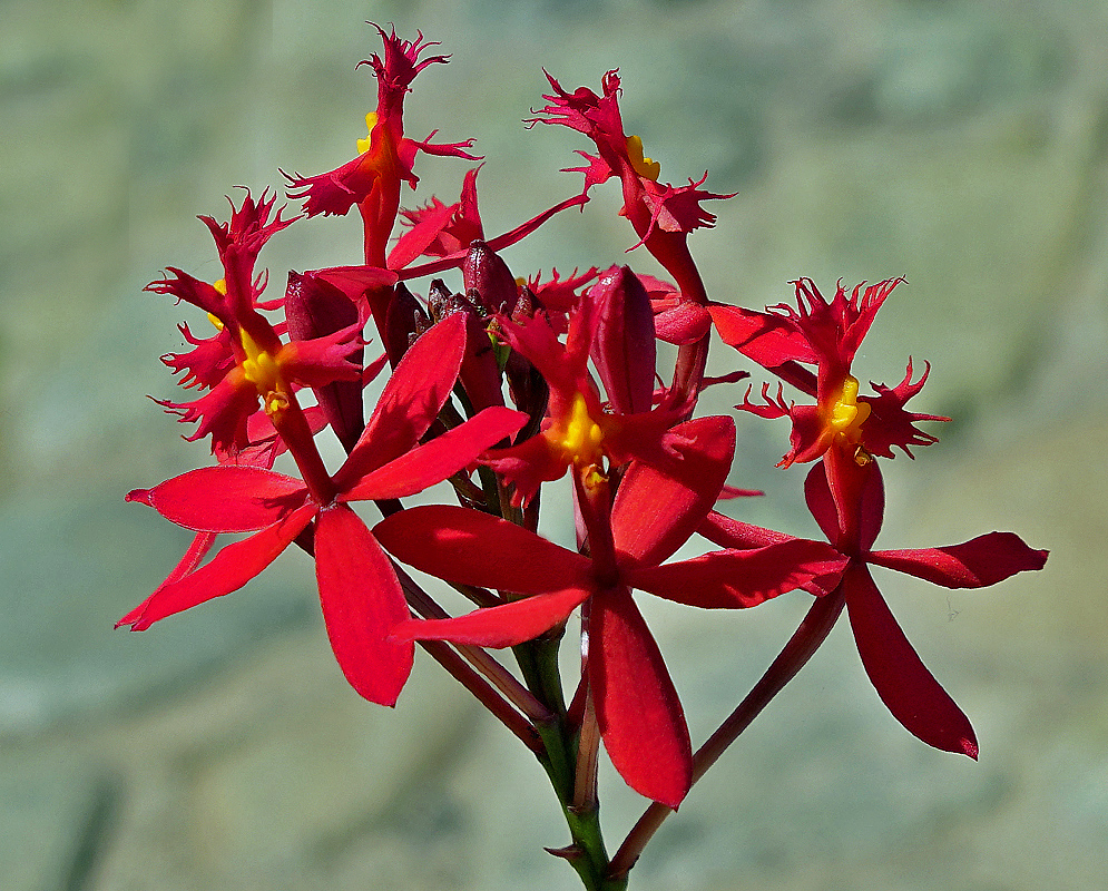 Red Epidendrum × obrienianum flowers