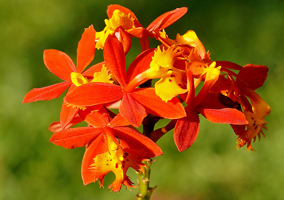 Epidendrum radicans Orange and Yellow Epidendrum radicans orange flowers with yellow lips in sunlight