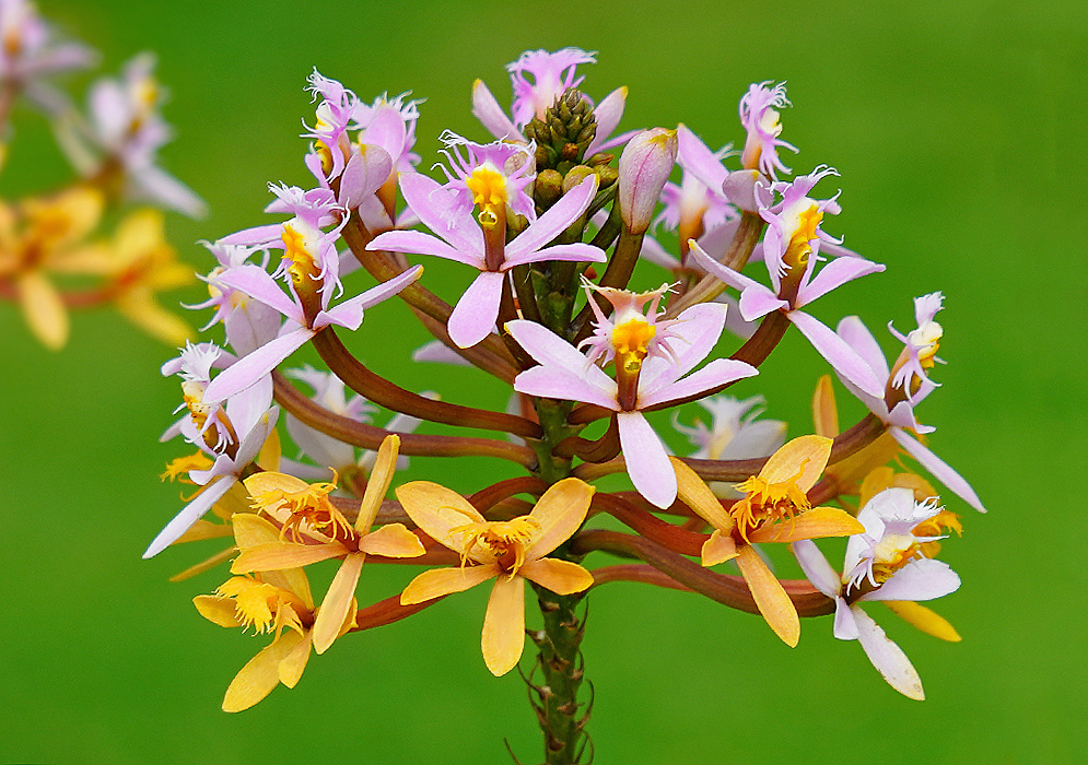 Pink Epidendrum arachnoglossum changing to yellow as it ages
