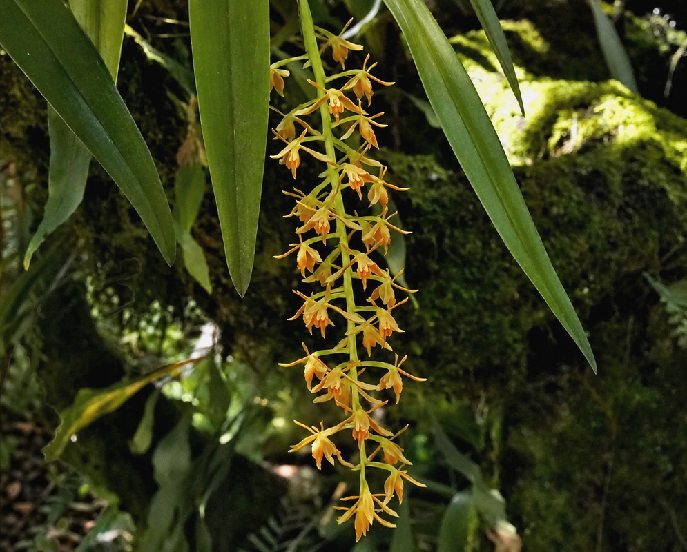 Epidendrum polyanthum plant habit and foliage