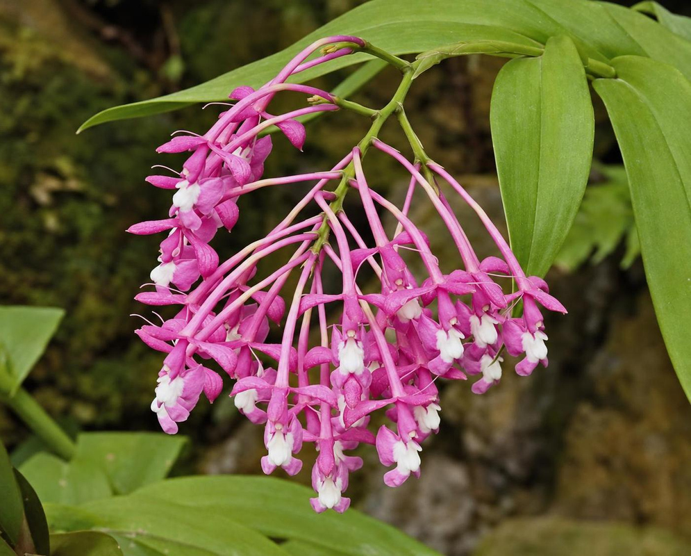 Epidendrum porphyreum bears an arching spray of pink-purple flowers with white central markings