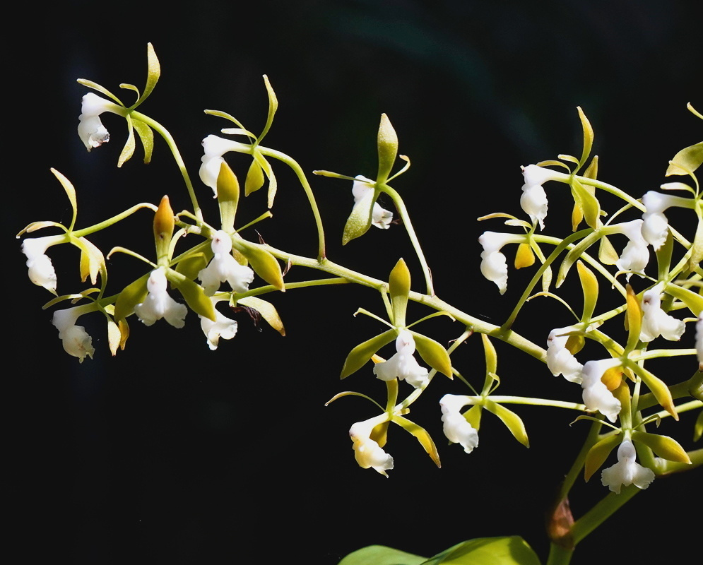 Epidendrum pseudepidendrum flowers spread slender yellow-green segments around hanging white lips against a dark background