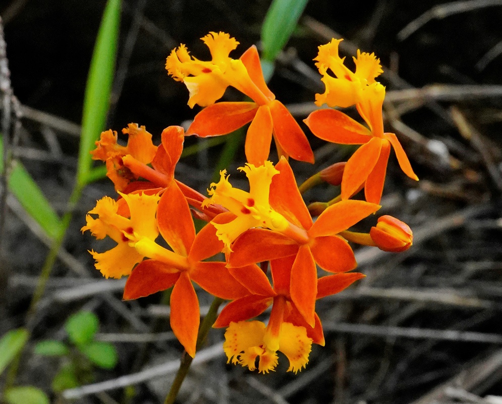 Brilliant Red and Orange Crucifix Orchids A dense floral arrangement of Epidendrum radicans, showcasing their fiery colors and intricate labellum details