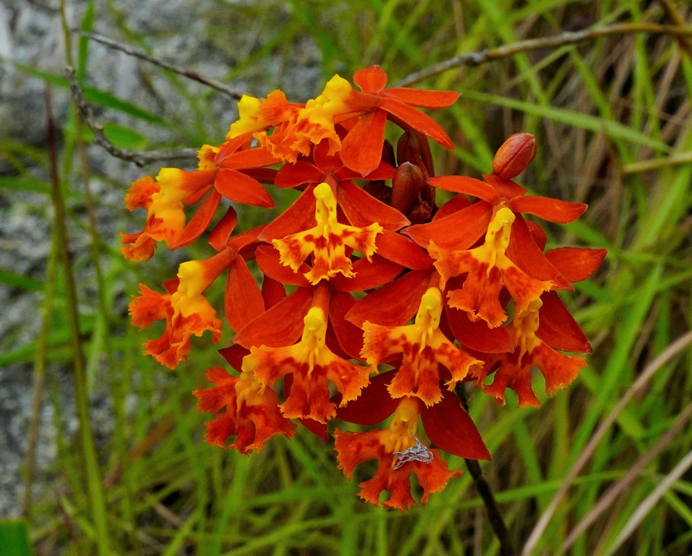 Brilliant Red and Orange Crucifix Orchids A dense floral arrangement of Epidendrum radicans, showcasing their fiery colors and intricate labellum details