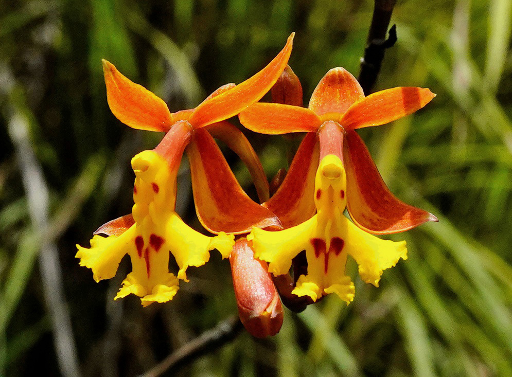 Pair of Fire-Star Orchid Blooms High-detail macro shot of two Epidendrum radicans flowers, highlighting their symmetrical structure and vivid orange petals