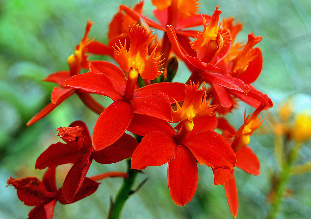 A small cluster of red Epidendrum radicans flowes with a touch of orange-yellow on the center