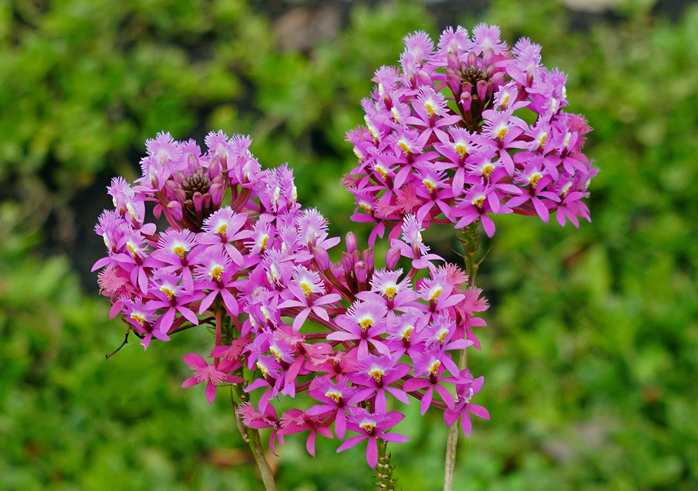 Three clusters of bright pink-purple Epidendrum secundum flowers with white and yellow lips