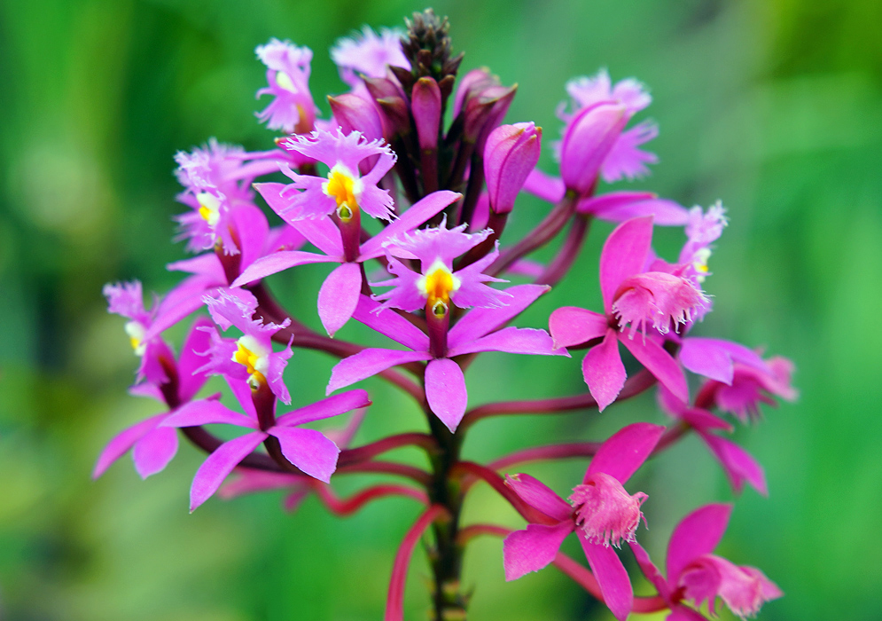 A cluster of pink-purple Epidendrum secundum flowers with white and yellow lips