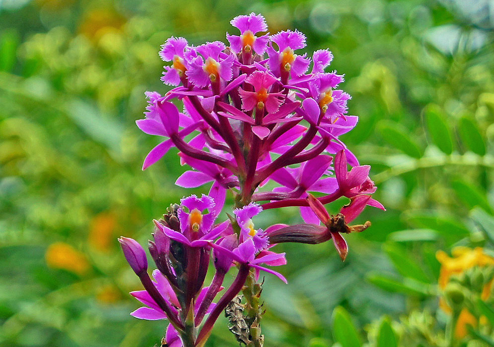 A cluster of bright pink-purple Epidendrum secundum flowers with white and yellow lips