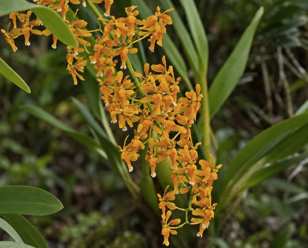 Many orange Epidendrum spathatum flowers form a branching spray above long green leaves