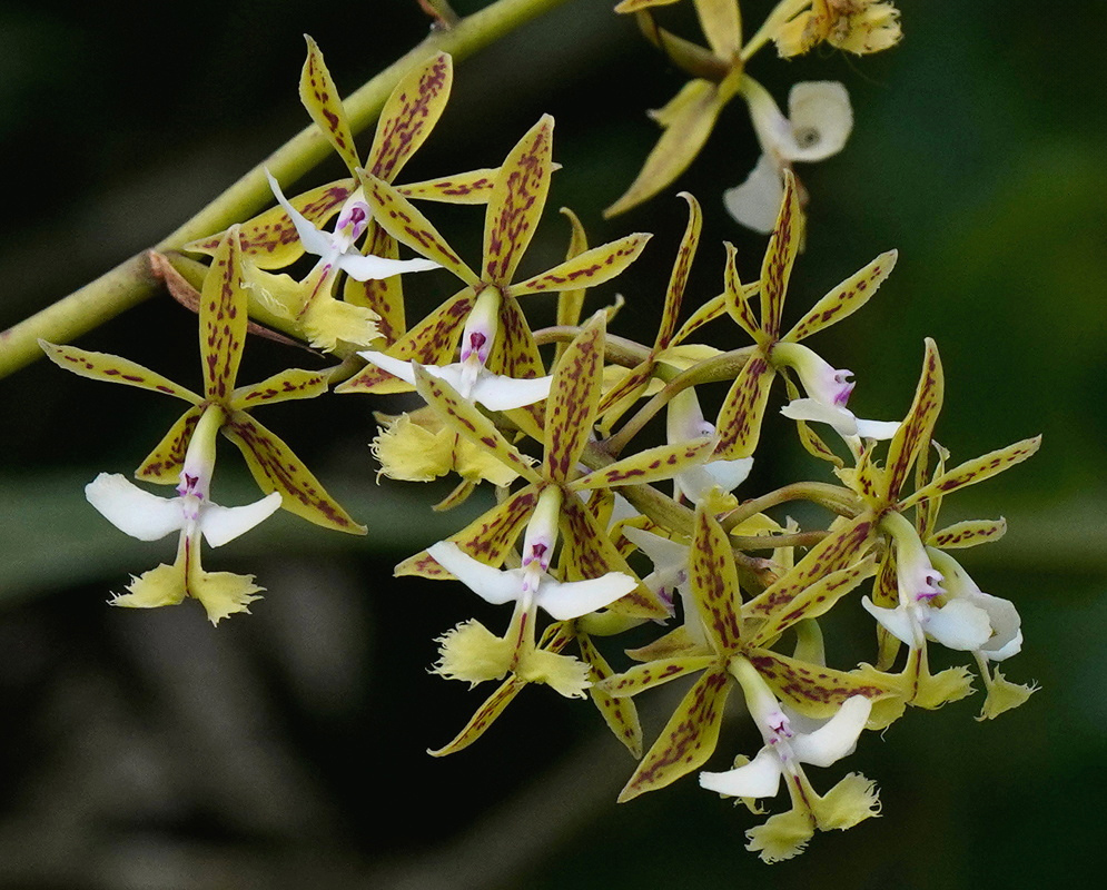 Spotted yellow-green Epidendrum stamfordianum flowers have white lips edged with yellow