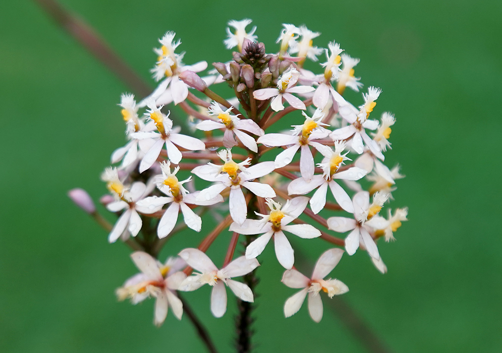 A wet cluster of white Epidendrum arachnoglossum flowers with yellow lips