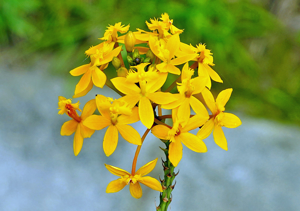 A cluster of Epidendrum melinanthum yellow flowers