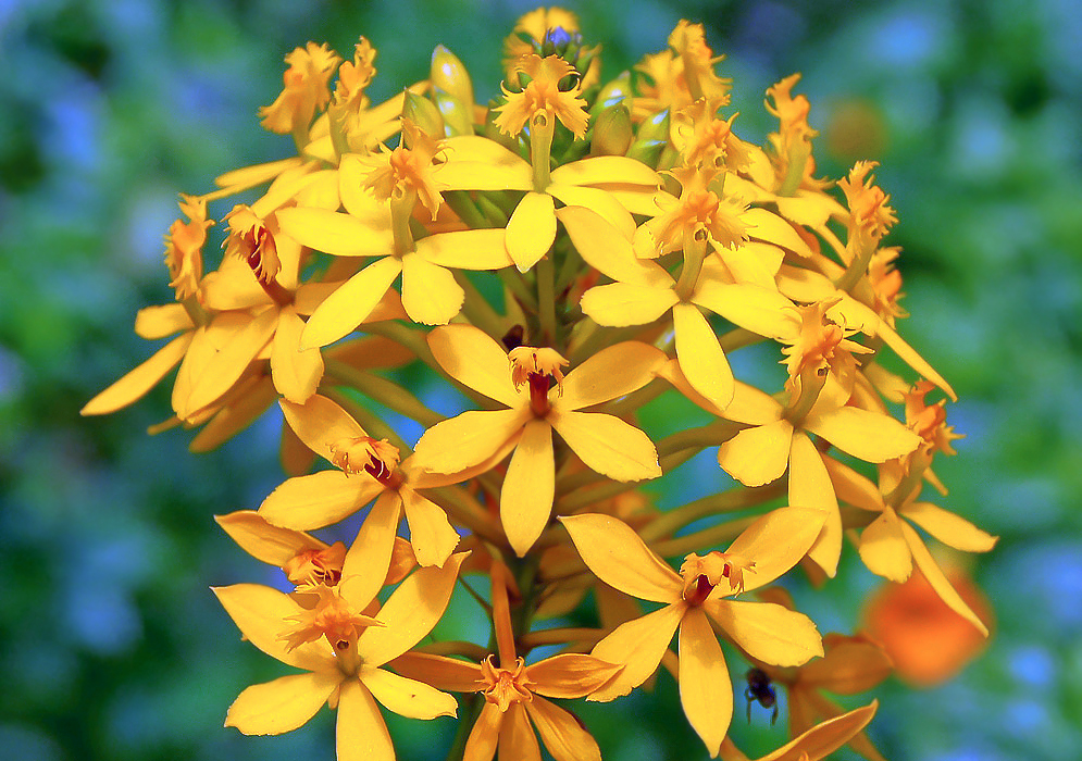 Epidendrum melinanthum cluster of yellow flowers in sunlight
