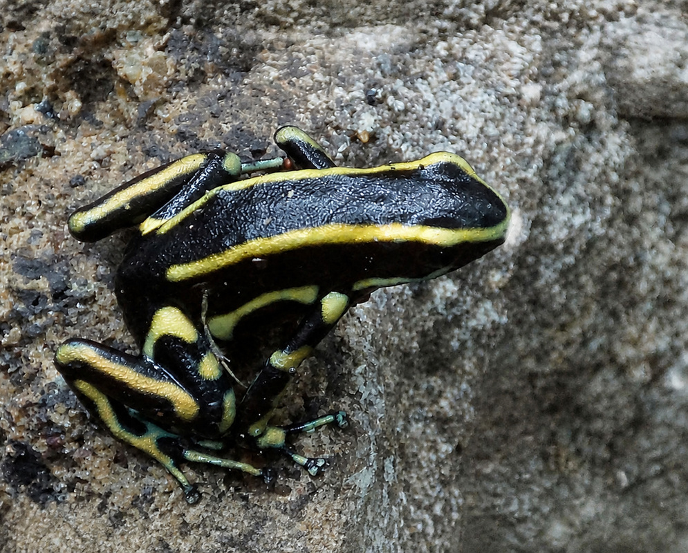 A black Epipedobates boulengeri with bright yellow stripes rests on a damp rock