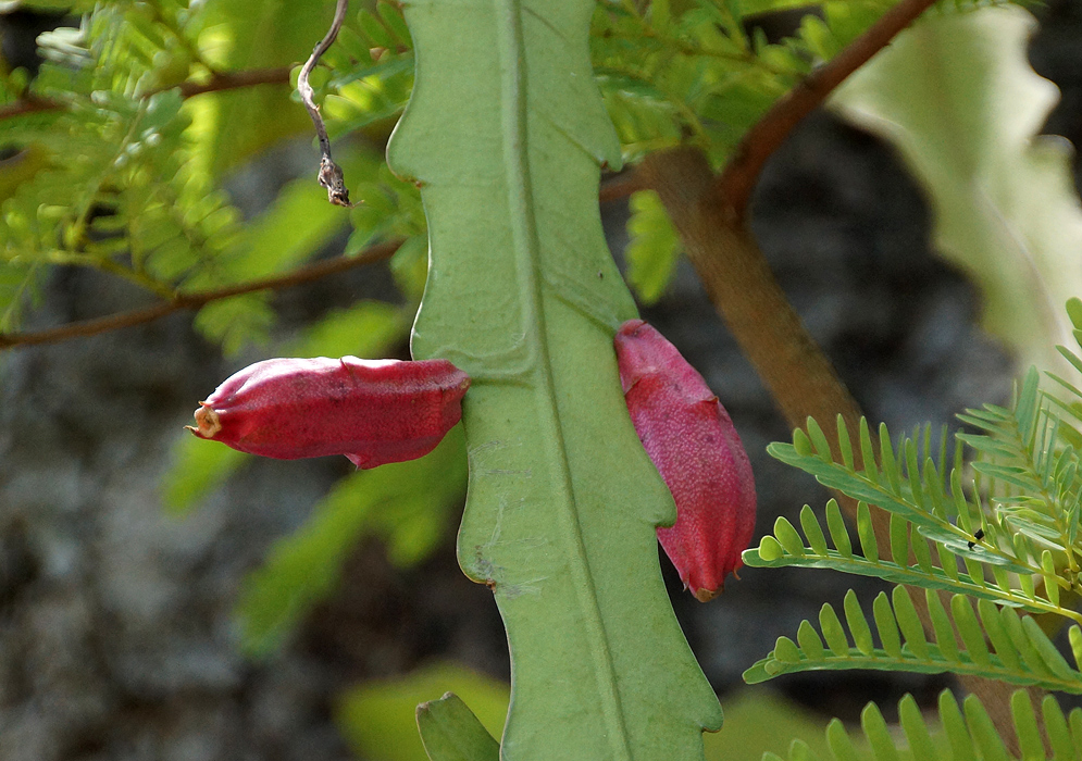 Two oblong red fruits on an Epiphyllum phyllanthus stem