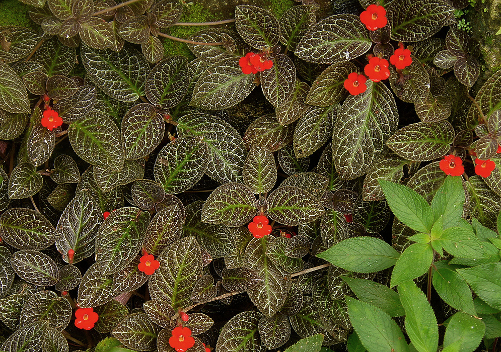 Orange-red Episcia cupreata flowers with leaf veins that are green and white on dark colors leaves