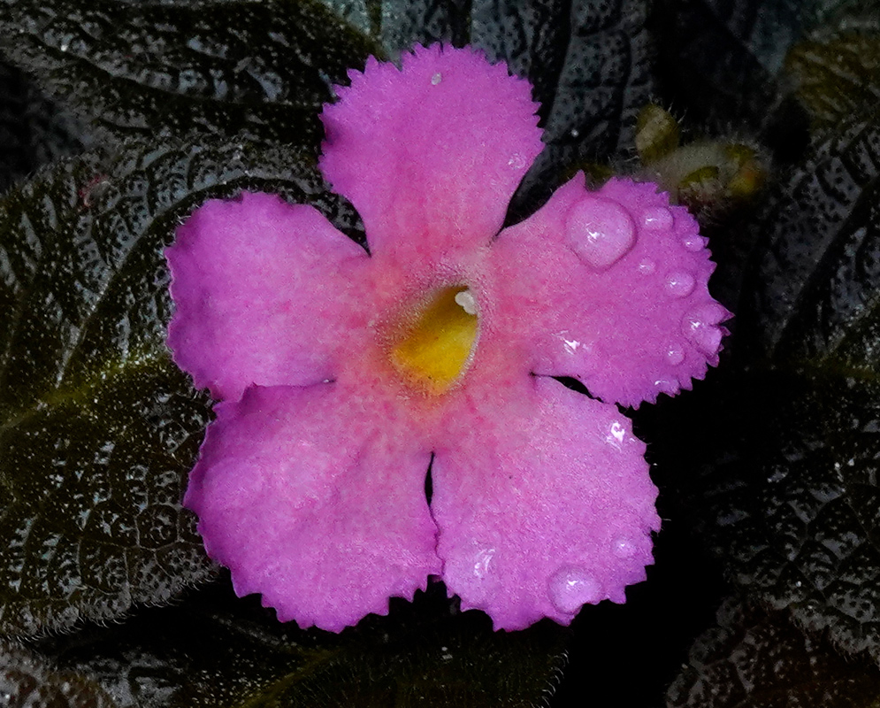 Episcia cupreata Pink Flower A vibrant pink Episcia cupreata flower with a yellow center, resting on dark, velvety foliage covered in water droplets