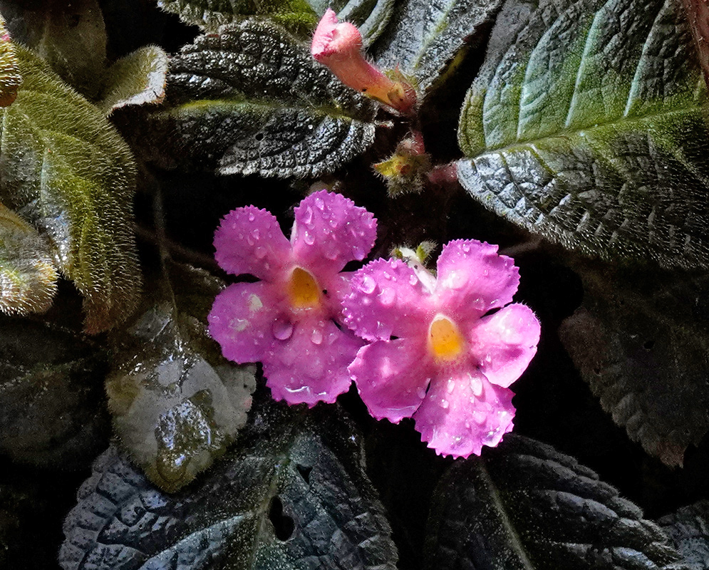 Episcia cupreata Pink Flowers Two bright pink Episcia cupreata flowers with yellow throats and water droplets, nestled among deep green textured leaves