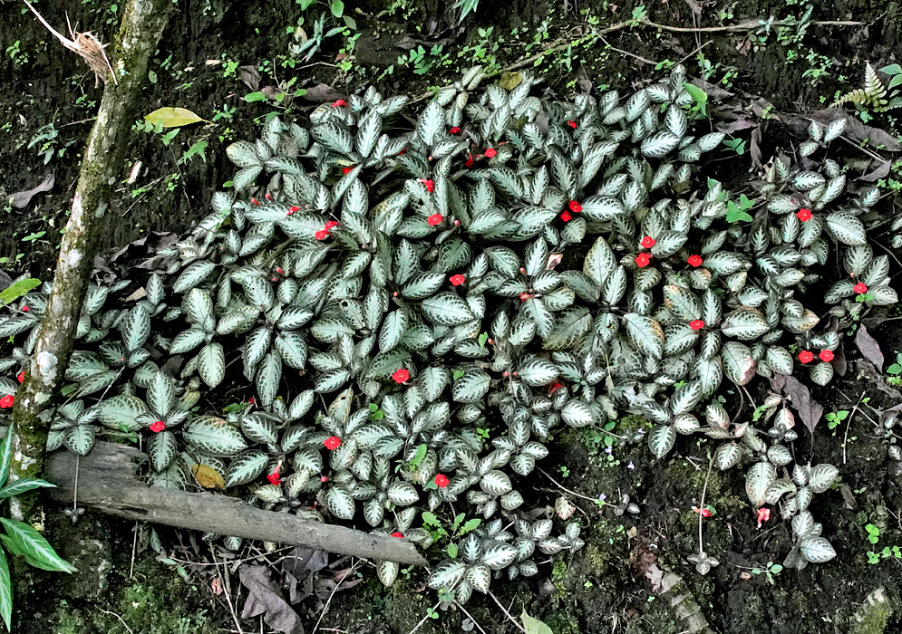 A small patch of Episcias cupreata plants