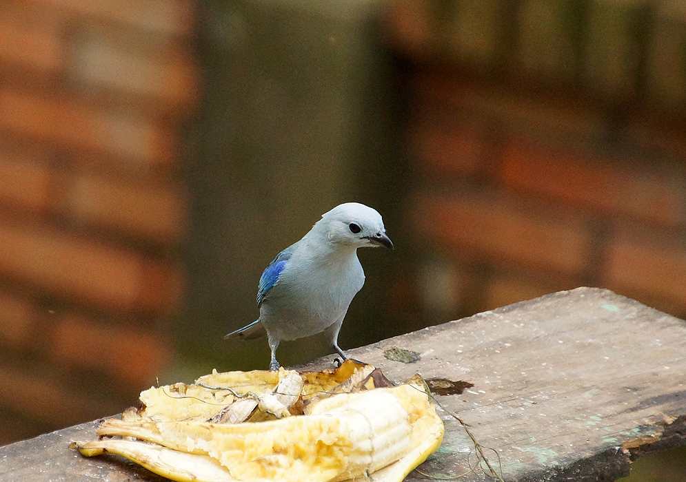 Blue-grey Tanager eating banana