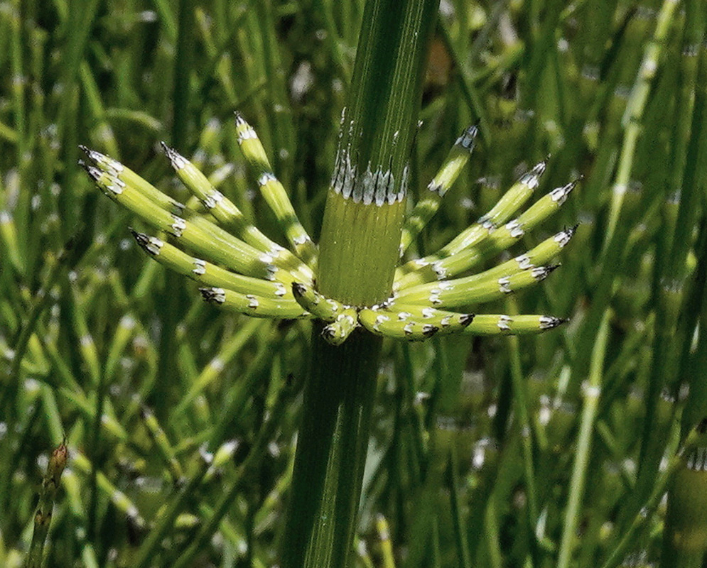 Equisetum giganteum has a whorl of jointed green branches surrounding a ridged upright stem with dark nodal sheaths