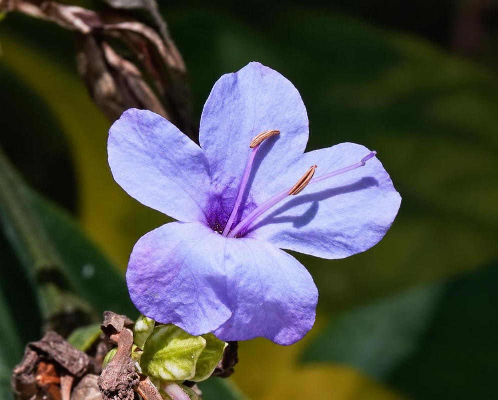 Eranthemum pulchellum has a pale blue five-lobed flower with two projecting stamens beside green leaves
