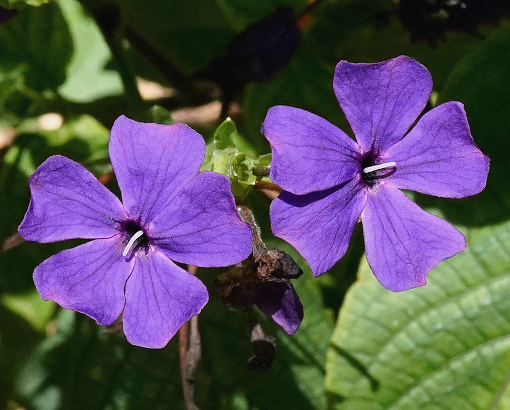 Eranthemum wattii has two violet five-lobed flowers above rough green leaves