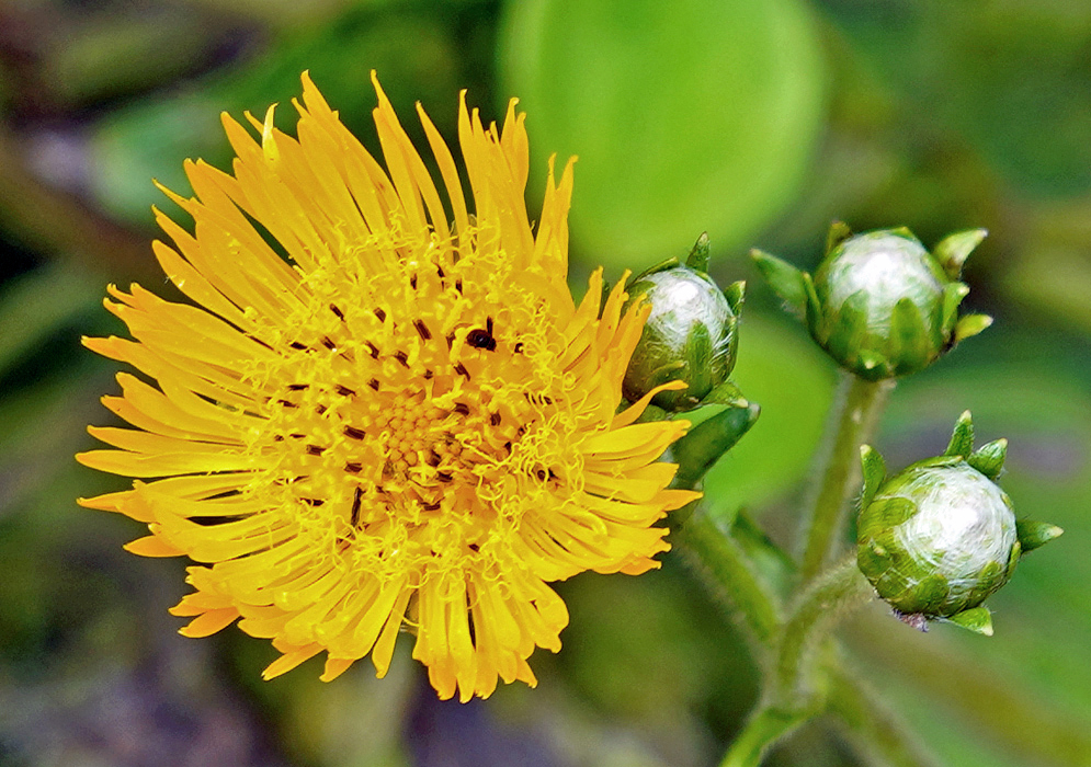 Yellow Erato vulcanica flower and flower buds