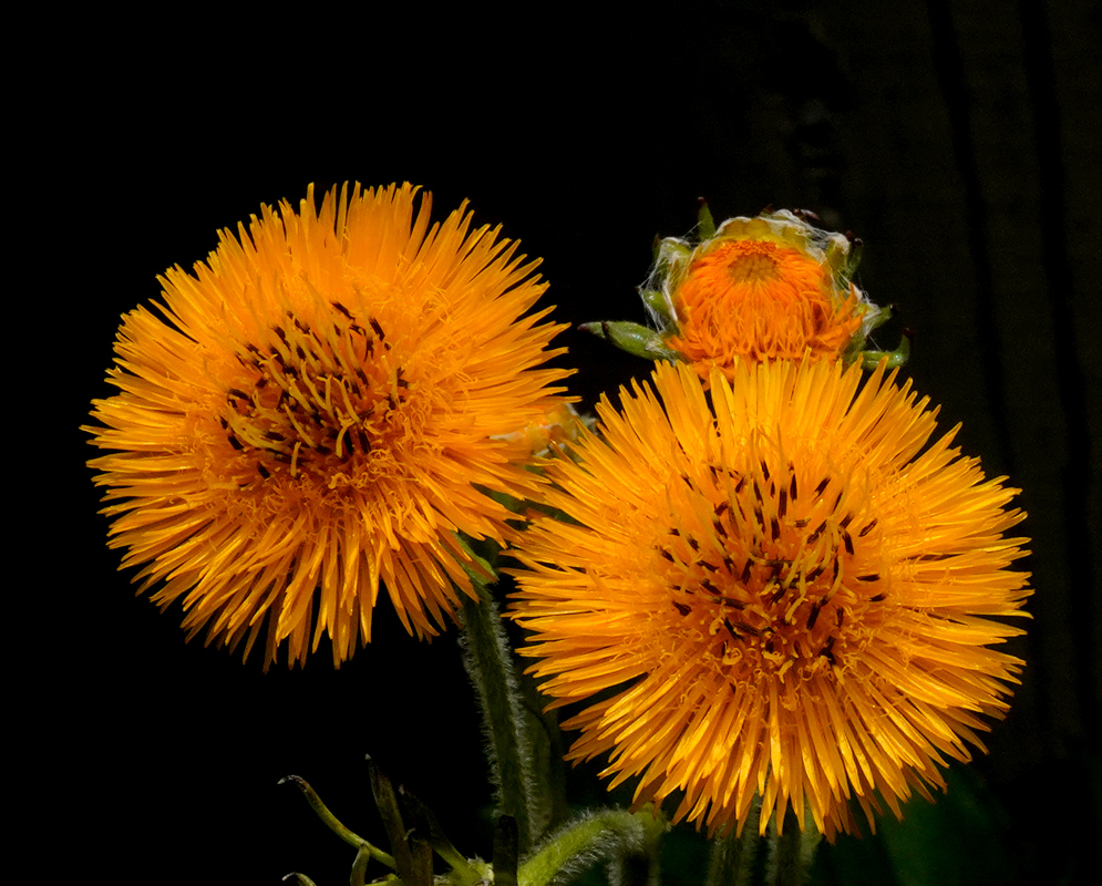A close-up of three vibrant yellow-orange Erato vulcanica flowers with densely packed, thin petals and fuzzy stems, set against a dark background
