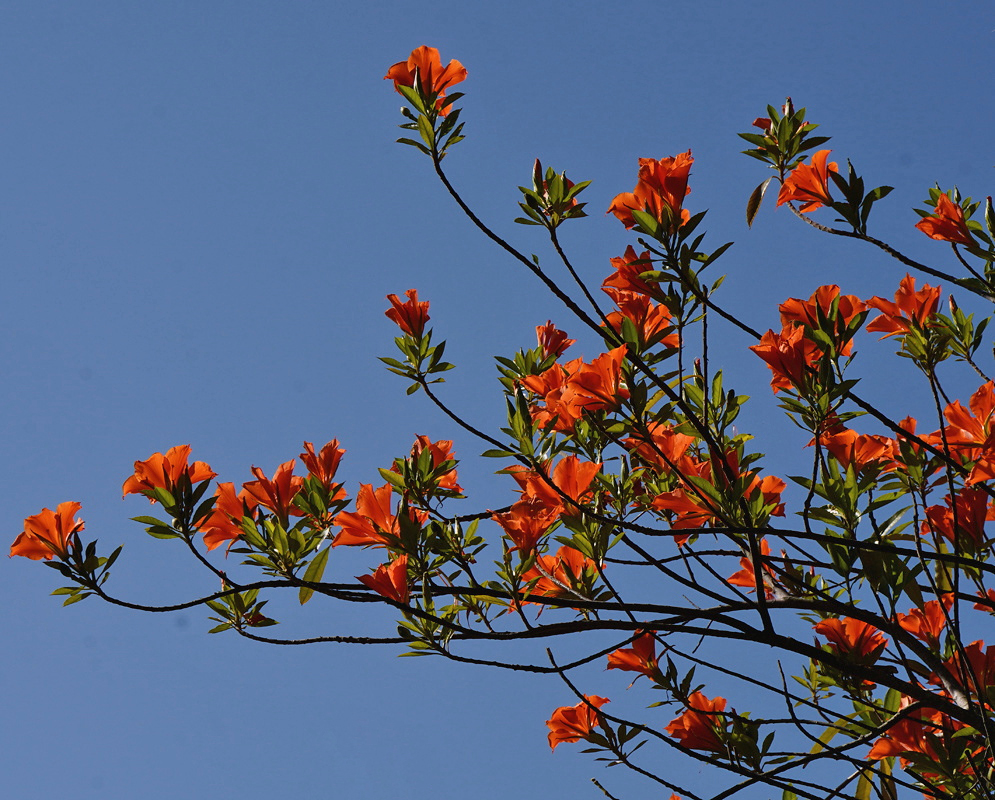 Erblichia odorata has orange flowers scattered across slender branches against a clear blue sky