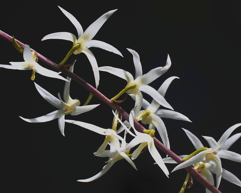 White Eria javanica flowers spread long pointed segments around pale yellow centres on a reddish stalk