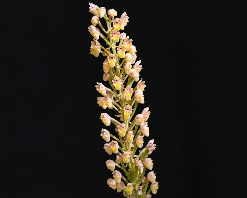Small yellow and pink Eria pubescens flowers line an upright stalk against a dark background