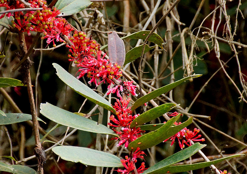 Clusters of red and pink Psammisia macrophylla flowers on a branch