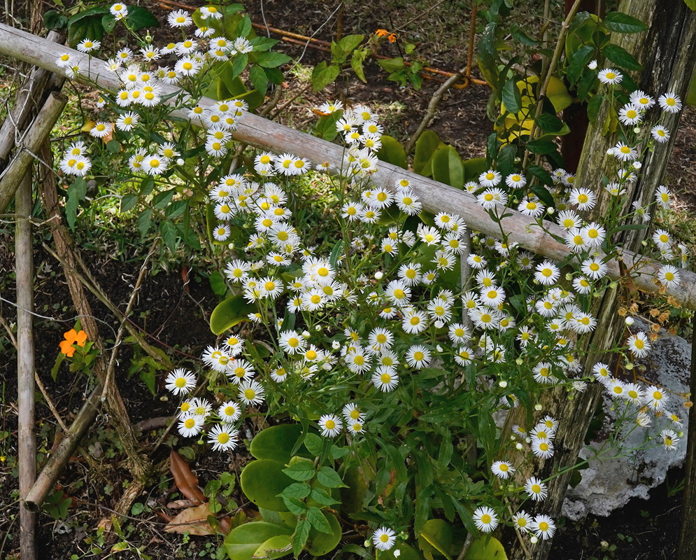 Erigeron annuus has numerous small white-rayed yellow-centered flower heads on branching stems
