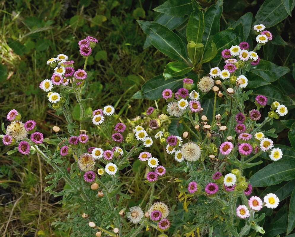 White and pink Erigeron apiculatus flower heads rise on branching stems among green foliage