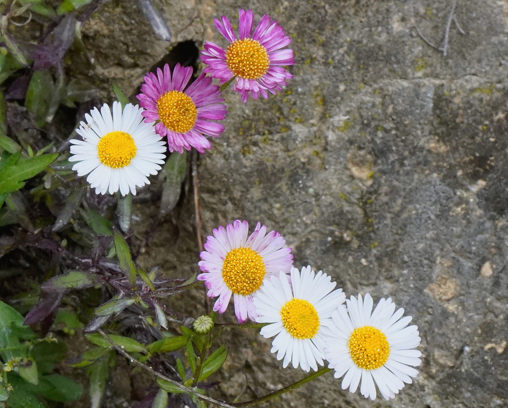 Erigeron karvinskianus has white and pink daisy-like flower heads with yellow centers beside a stone surface