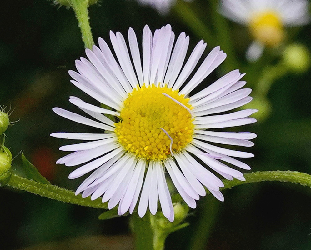 Erigeron strigosus has a pale white-lilac flower head with many narrow rays surrounding a yellow center